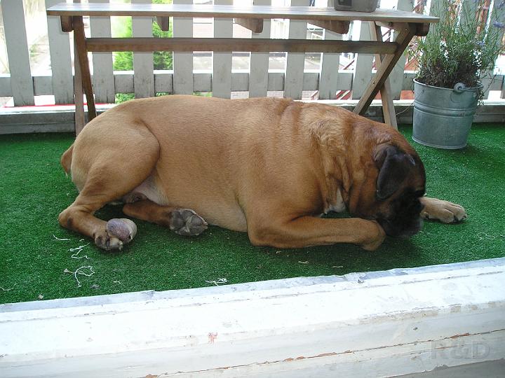 Spock 30 augustus 2005 (9).JPG - lekker liggen in het NEP-gras